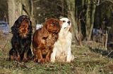 CAVALIER KING CHARLES 344